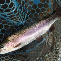 ミノーイングを楽しむ ～フィッシングパーク高島の泉～